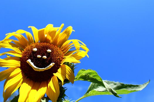 The picture shows a sun flower with a funny face.