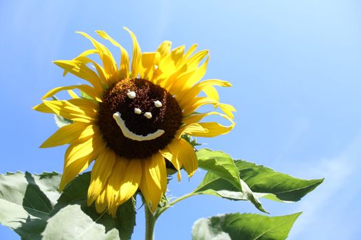 The picture shows a sun flower with a funny face.