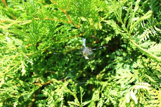 The picture shows a wasp spider in the garden.