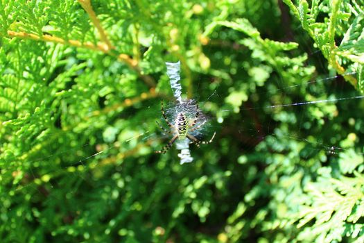The picture shows a wasp spider in the garden.