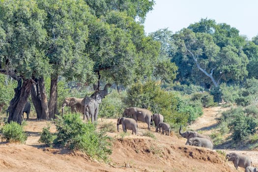 A herd of african elephants, Loxodonta africana, next to a large tree