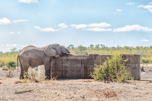 An african elephant bull, Loxodonta africana, drinking water from a concrete reservoir