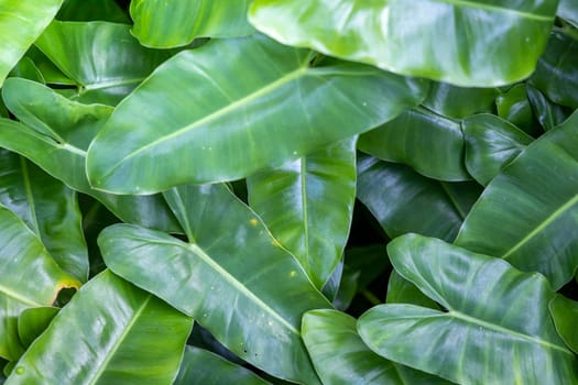 Close Up green leaf under sunlight in the garden. Natural background with copy space.