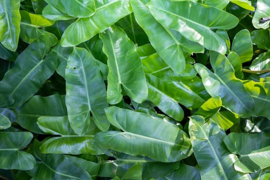 Close Up green leaf under sunlight in the garden. Natural background with copy space.