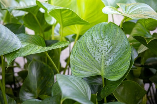 Close Up green leaf under sunlight in the garden. Natural background with copy space.