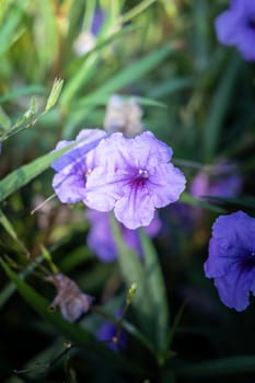 The background image of the colorful flowers, background nature