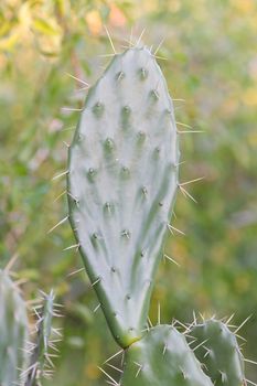 Cactus on Madagascar, sharp needles all around