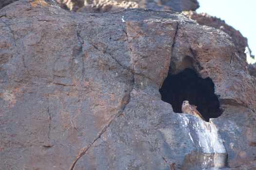 Common kestrel (Falco tinnunculus canariensis). Male in the entrance of its nest. Timijiraque Protected Landscape. Valverde. El Hierro. Canary Islands. Spain.