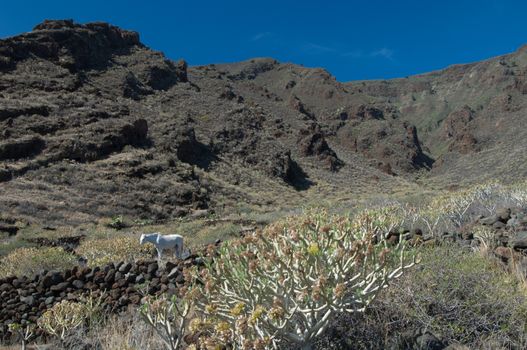 Landscape and horse (Equus ferus caballus). Timijiraque Protected Landscape. Valverde. El Hierro. Canary Islands. Spain.