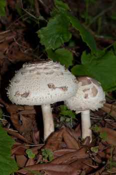 Shaggy parasol (Chlorophyllum rhacodes). Integral Natural Reserve of Mencafete. Frontera. El Hierro. Canary Islands. Spain.