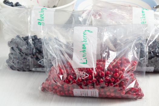 Berries laid out on a bags and prepared for freezing and storage.