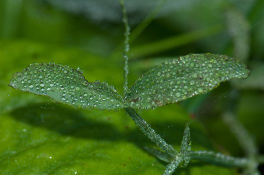 Leaves covered of dew drops. Integral Natural Reserve of Mencafete. Frontera. El Hierro. Canary Islands. Spain.