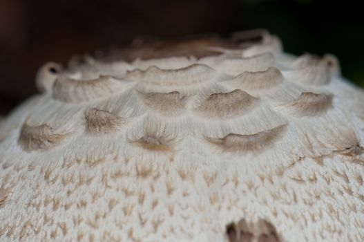 Cap detail of a shaggy parasol (Chlorophyllum rhacodes). Integral Natural Reserve of Mencafete. Frontera. El Hierro. Canary Islands. Spain.