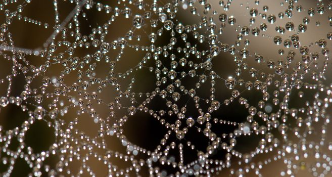 Dew drops  on a spider web. Integral Natural Reserve of Mencafete. Frontera. El Hierro. Canary Islands. Spain.
