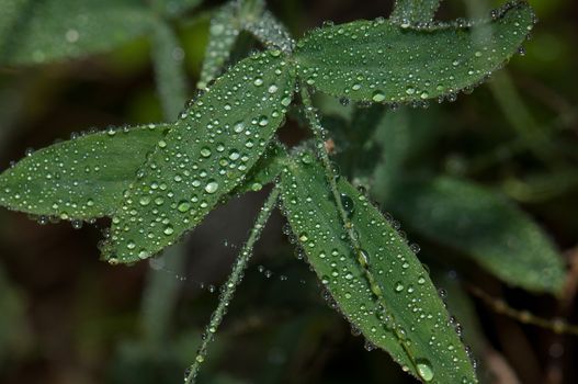 Leaves covered with dew drops. Integral Natural Reserve of Mencafete. Frontera. El Hierro. Canary Islands. Spain.