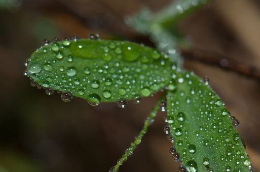 Leaves covered with dew drops. Integral Natural Reserve of Mencafete. Frontera. El Hierro. Canary Islands. Spain.