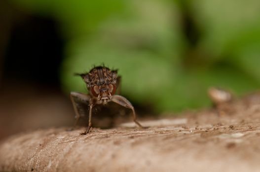 Fruit fly (Acanthiophilus sp.). Integral Natural Reserve of Mencafete. Frontera. El Hierro. Canary Islands. Spain.