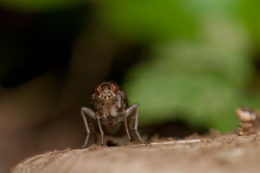 Fruit fly (Acanthiophilus sp.). Integral Natural Reserve of Mencafete. Frontera. El Hierro. Canary Islands. Spain.