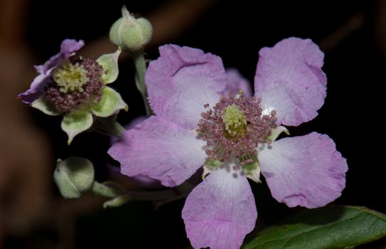 Flower and buds of elmleaf blackberry (Rubus ulmifolius). Integral Natural Reserve of Mencafete. Frontera. El Hierro. Canary Islands. Spain.