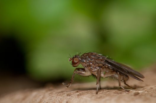 Fruit fly (Acanthiophilus sp.). Integral Natural Reserve of Mencafete. Frontera. El Hierro. Canary Islands. Spain.