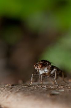 Fruit fly (Acanthiophilus sp.). Integral Natural Reserve of Mencafete. Frontera. El Hierro. Canary Islands. Spain.