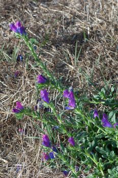 Purple viper's bugloss (Echium plantagineum) covered with dew drops. Valverde. El Hierro. Canary Islands. Spain.