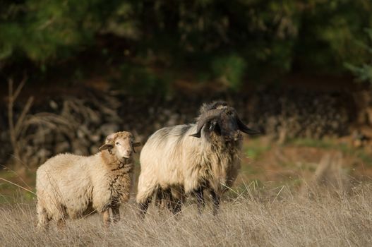 Sheep (Ovis aries). Valverde. El Hierro. Canary Islands. Spain.