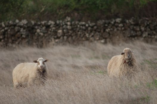 Sheep (Ovis aries). Valverde. El Hierro. Canary Islands. Spain.