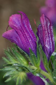 Flowers of purple viper's bugloss (Echium plantagineum). Valverde. El Hierro. Canary Islands. Spain.