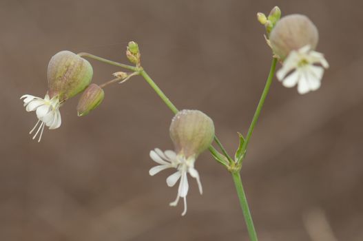 Flowers of bladder campion (Silene vulgaris). Valverde. El Hierro. Canary Islands. Spain.