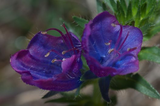 Flowers of purple viper's bugloss (Echium plantagineum). Valverde. El Hierro. Canary Islands. Spain.