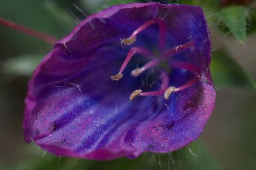 Flower of purple viper's bugloss (Echium plantagineum). Valverde. El Hierro. Canary Islands. Spain.