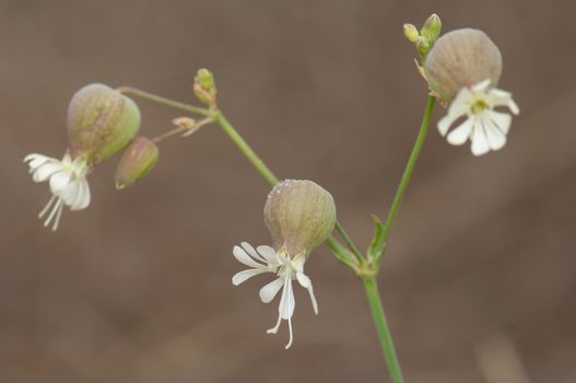 Flowers of bladder campion (Silene vulgaris). Valverde. El Hierro. Canary Islands. Spain.