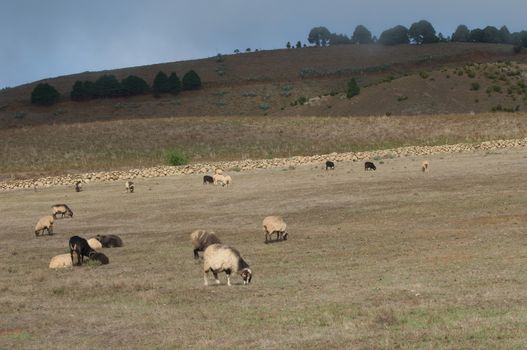 Sheep (Ovis aries). Valverde. El Hierro. Canary Islands. Spain.