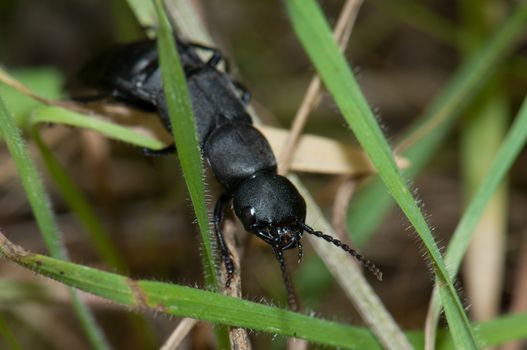 Devil's coach-horse beetle (Ocypus olens). Valverde. El Hierro. Canary Islands. Spain.