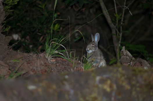 European rabbit (Oryctolagus cuniculus). La Llania. Valverde. El Hierro. Canary Islands. Spain.