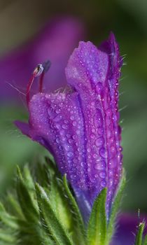 Flower of purple viper's bugloss (Echium plantagineum). Valverde. El Hierro. Canary Islands. Spain.