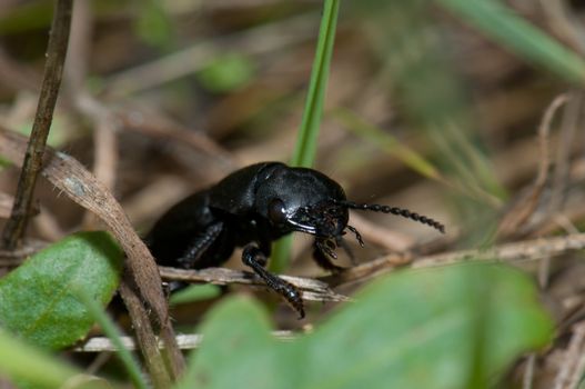 Devil's coach-horse beetle (Ocypus olens). Valverde. El Hierro. Canary Islands. Spain.