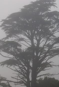 Monterey cypress (Cupressus macrocarpa) in the fog. Valverde. El Hierro. Canary Islands. Spain.