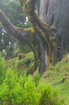 Trunk of Monterey cypress (Cupressus macrocarpa). Valverde. El Hierro. Canary Islands. Spain.