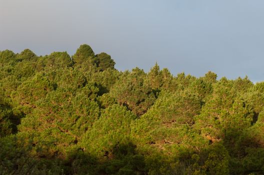 Forest of Aleppo pine (Pinus halepensis). Valverde. El Hierro. Canary Islands. Spain.