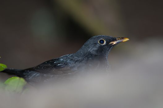 Blackbird (Turdus merula cabrerae). Male. La Llania. Valverde. El Hierro. Canary Islands. Spain.