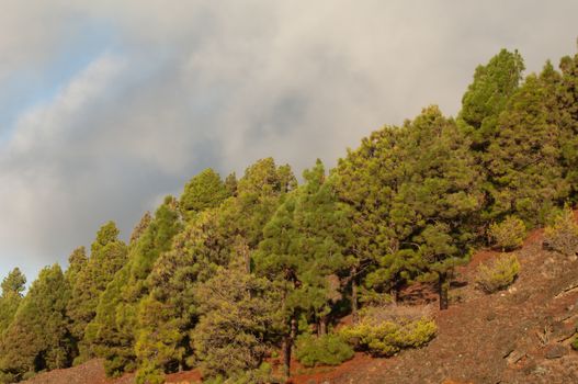 Forest of Canary Island pine (Pinus canariensis). Hoya del Morcillo. Frontera Rural Park. El Pinar. El Hierro. Canary Islands. Spain.