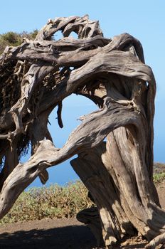 Juniper (Juniperus turbinata canariensis) twisted by the wind. La Dehesa. Frontera Rural Park. El Hierro. Canary Islands. Spain.