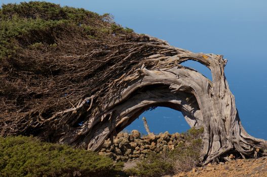 Juniper (Juniperus turbinata canariensis) twisted by the wind. La Dehesa. Frontera Rural Park. El Hierro. Canary Islands. Spain.