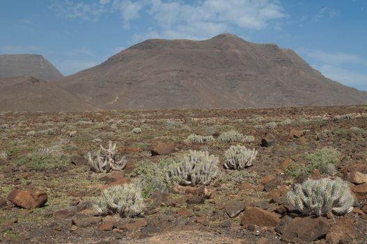 Landscape with Jandia thistles (Euphorbia handiensis). Jandia. Fuerteventura. Canary Islands. Spain.
