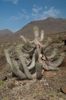 Jandia thistle (Euphorbia handiensis). Jandia. Fuerteventura. Canary Islands. Spain.