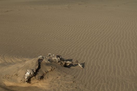 Skeleton of goat (Capra aegagrus hircus) in the sand. Cofete. Jandia. Fuerteventura. Canary Islands. Spain.