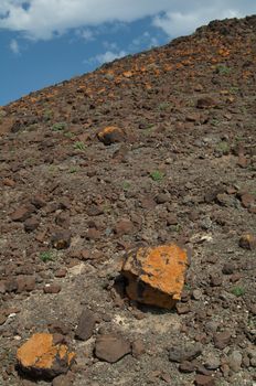 Lichens covering the rocks. Jandia. Fuerteventura. Canary Islands. Spain.