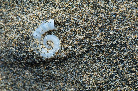 Internal shell of spirula (Spirula spirula). Cofete. Jandia. Fuerteventura. Canary Islands. Spain.